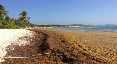 Avance del sargazo genera preocupación en las playas de RD